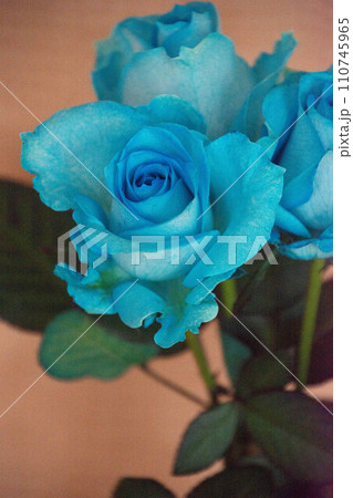 青い薔薇 青い薔薇 110745965