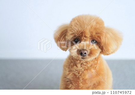 おうちでポーズをとるトイプードル おうちでポーズをとるトイプードル 110745972