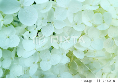 白い紫陽花 白い紫陽花 110746010