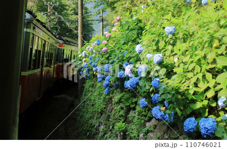箱根登山鉄道のモハ1形104が紫陽花の中を走る 110746021