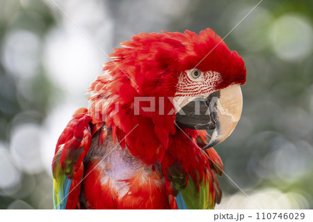 神戸どうぶつ王国のベニコンゴウインコ 兵庫県神戸市 神戸どうぶつ王国のベニコンゴウインコ 兵庫県神戸市 110746029
