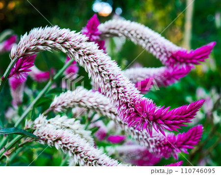 赤紫色の狐の尻尾のような形をしたノゲイトウの花 赤紫色の狐の尻尾のような形をしたノゲイトウの花 110746095