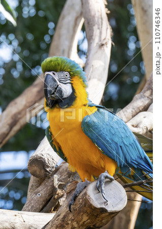 神戸どうぶつ王国のルリコンゴウインコ　兵庫県神戸市 110746346