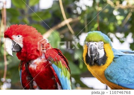 神戸どうぶつ王国のベニコンゴウインコとルリコンゴウインコ　兵庫県神戸市 110746768