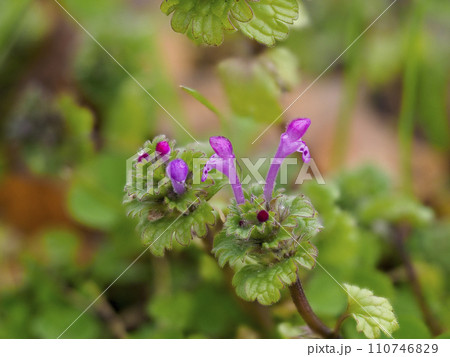 公園に咲くホトケノザの花 110746829