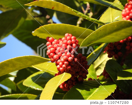 葉に字が書ける「タラヨウ」の果実 110747280