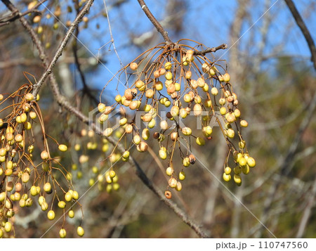 落葉高木「センダン」の実 110747560