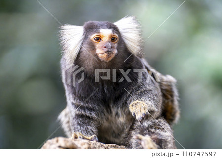 神戸どうぶつ王国のコモンマーモセット 兵庫県神戸市 神戸どうぶつ王国のコモンマーモセット 兵庫県神戸市 110747597