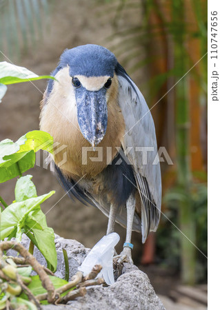 じっとしているヒロハシサギ　神戸どうぶつ王国　兵庫県神戸市 110747656