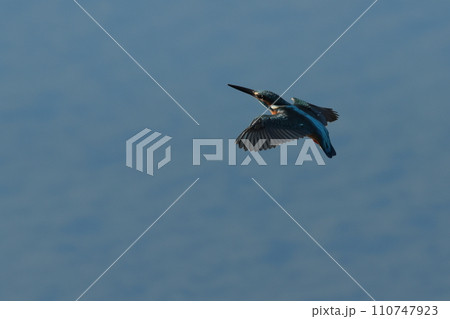 青い水面を飛ぶカワセミ 青い水面を飛ぶカワセミ 110747923