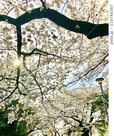 桜のトンネルを見上げる 桜のトンネルを見上げる 110748387