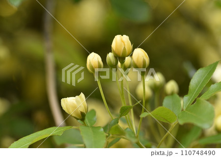 モッコウバラの蕾 110748490