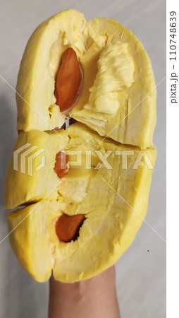 Closeup lady hand holding yellowish organic riped durian with tiny seeds isolated on grey background, Southeast asia tropical smell fruit Closeup lady hand holding yellowish organic riped durian with tiny seeds isolated on grey background, Southeast asia tropical smell fruit 110748639