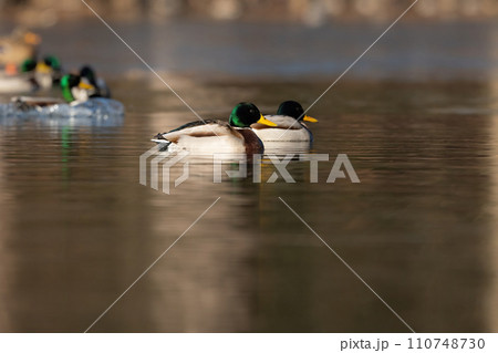 冬に見られる渡り鳥、緑色に輝く頭が美しいマガモ 110748730
