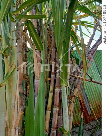 Close up of sugarcane plant Close up of sugarcane plant 110748918