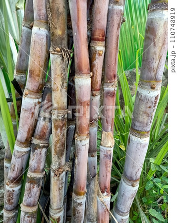 Close up of sugarcane plant Close up of sugarcane plant 110748919