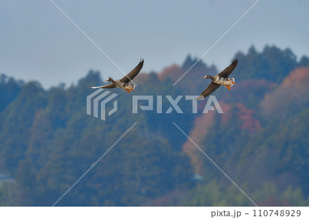 大群で冬に見られる渡り鳥、オレンジ色の嘴と脚が目立つ水鳥の仲間マガン 110748929