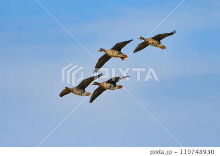 大群で冬に見られる渡り鳥、オレンジ色の嘴と脚が目立つ水鳥の仲間マガン 大群で冬に見られる渡り鳥、オレンジ色の嘴と脚が目立つ水鳥の仲間マガン 110748930