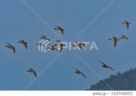 大群で冬に見られる渡り鳥、オレンジ色の嘴と脚が目立つ水鳥の仲間マガン 110748935