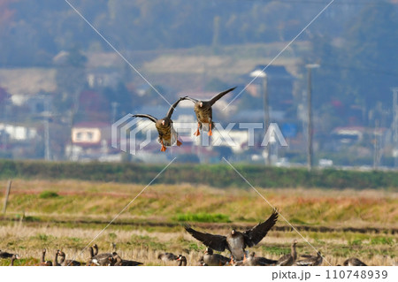 大群で冬に見られる渡り鳥、オレンジ色の嘴と脚が目立つ水鳥の仲間マガン 大群で冬に見られる渡り鳥、オレンジ色の嘴と脚が目立つ水鳥の仲間マガン 110748939