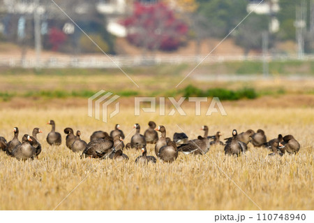 大群で冬に見られる渡り鳥、オレンジ色の嘴と脚が目立つ水鳥の仲間マガン 大群で冬に見られる渡り鳥、オレンジ色の嘴と脚が目立つ水鳥の仲間マガン 110748940