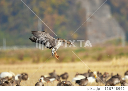 大群で冬に見られる渡り鳥、オレンジ色の嘴と脚が目立つ水鳥の仲間マガン 大群で冬に見られる渡り鳥、オレンジ色の嘴と脚が目立つ水鳥の仲間マガン 110748942