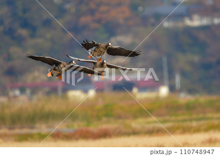 大群で冬に見られる渡り鳥、オレンジ色の嘴と脚が目立つ水鳥の仲間マガン 110748947