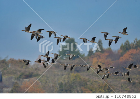 大群で冬に見られる渡り鳥、オレンジ色の嘴と脚が目立つ水鳥の仲間マガン 大群で冬に見られる渡り鳥、オレンジ色の嘴と脚が目立つ水鳥の仲間マガン 110748952