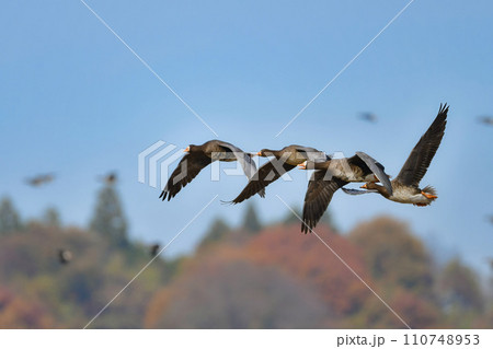 大群で冬に見られる渡り鳥、オレンジ色の嘴と脚が目立つ水鳥の仲間マガン 大群で冬に見られる渡り鳥、オレンジ色の嘴と脚が目立つ水鳥の仲間マガン 110748953