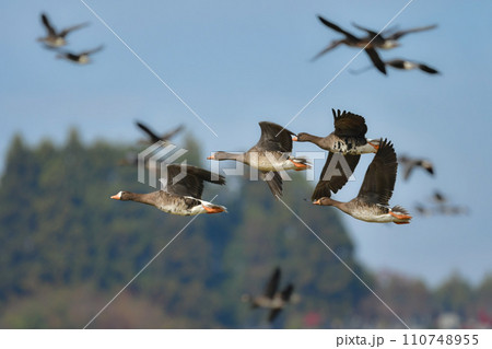 大群で冬に見られる渡り鳥、オレンジ色の嘴と脚が目立つ水鳥の仲間マガン 大群で冬に見られる渡り鳥、オレンジ色の嘴と脚が目立つ水鳥の仲間マガン 110748955
