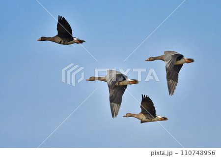 大群で冬に見られる渡り鳥、オレンジ色の嘴と脚が目立つ水鳥の仲間マガン 大群で冬に見られる渡り鳥、オレンジ色の嘴と脚が目立つ水鳥の仲間マガン 110748956