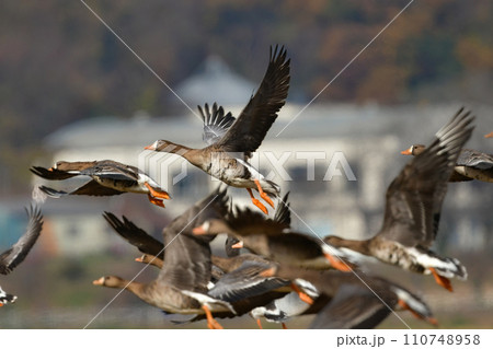 大群で冬に見られる渡り鳥、オレンジ色の嘴と脚が目立つ水鳥の仲間マガン 大群で冬に見られる渡り鳥、オレンジ色の嘴と脚が目立つ水鳥の仲間マガン 110748958
