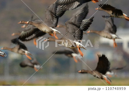 大群で冬に見られる渡り鳥、オレンジ色の嘴と脚が目立つ水鳥の仲間マガン 大群で冬に見られる渡り鳥、オレンジ色の嘴と脚が目立つ水鳥の仲間マガン 110748959