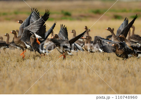 大群で冬に見られる渡り鳥、オレンジ色の嘴と脚が目立つ水鳥の仲間マガン 大群で冬に見られる渡り鳥、オレンジ色の嘴と脚が目立つ水鳥の仲間マガン 110748960