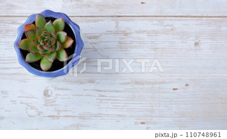 コピースペース：紅葉した多肉植物（エケベリア） 110748961