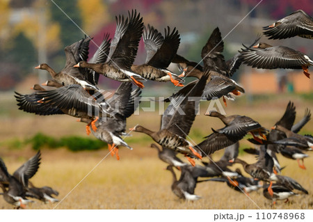 大群で冬に見られる渡り鳥、オレンジ色の嘴と脚が目立つ水鳥の仲間マガン 大群で冬に見られる渡り鳥、オレンジ色の嘴と脚が目立つ水鳥の仲間マガン 110748968