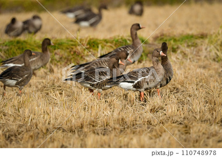 大群で冬に見られる渡り鳥、オレンジ色の嘴と脚が目立つ水鳥の仲間マガン 大群で冬に見られる渡り鳥、オレンジ色の嘴と脚が目立つ水鳥の仲間マガン 110748978