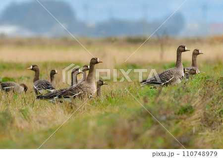 大群で冬に見られる渡り鳥、オレンジ色の嘴と脚が目立つ水鳥の仲間マガン 大群で冬に見られる渡り鳥、オレンジ色の嘴と脚が目立つ水鳥の仲間マガン 110748979
