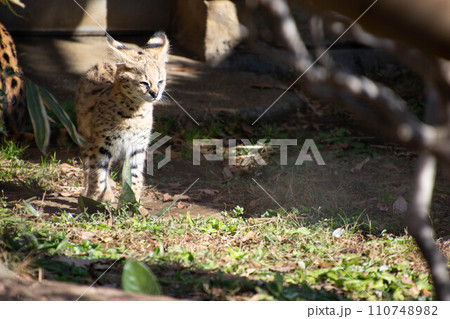 サーバルの子猫 サーバルの子猫 110748982