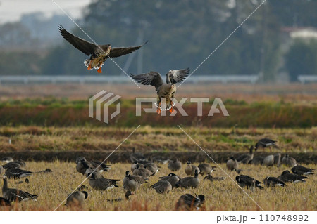 大群で冬に見られる渡り鳥、オレンジ色の嘴と脚が目立つ水鳥の仲間マガン 110748992