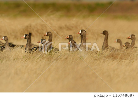 大群で冬に見られる渡り鳥、オレンジ色の嘴と脚が目立つ水鳥の仲間マガン 110749097