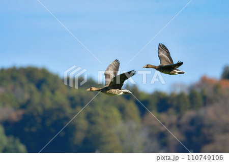 大群で冬に見られる渡り鳥、オレンジ色の嘴と脚が目立つ水鳥の仲間マガン 大群で冬に見られる渡り鳥、オレンジ色の嘴と脚が目立つ水鳥の仲間マガン 110749106