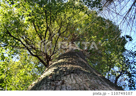 埼玉県熊谷市太井のおおはんな様 太井榛名神社の御神木 埼玉県熊谷市太井のおおはんな様 太井榛名神社の御神木 110749107