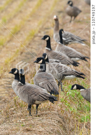 冬に見られる白黒の頭がおしゃれで美しい渡り鳥シジュウカラガン 110749197