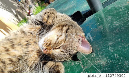 Sleeping Cute Cat. Quality photo 110749302