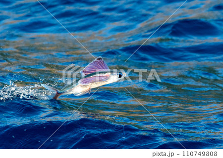 トビウオの滑空 110749808