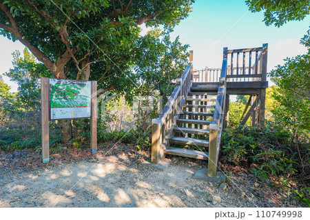 横山展望台(1月) 110749998