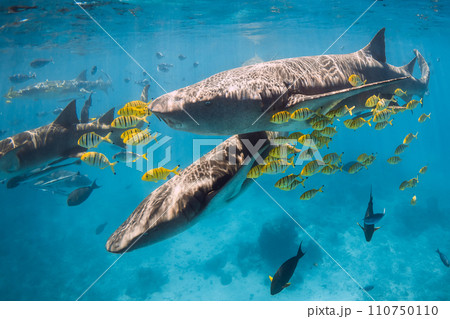 Nurse sharks with tropical fish in blue clear ocean. Sharks in Maldives Nurse sharks with tropical fish in blue clear ocean. Sharks in Maldives 110750110