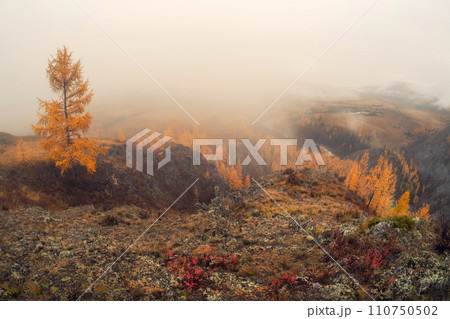 Soft lonely golden larch tree in the fog on a mountain slope. Natural view. 110750502