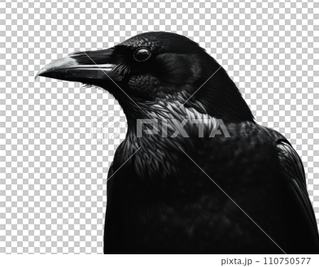 a black crow in silhouette isolated a black crow in silhouette isolated 110750577